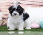 Small Photo #1 Havanese Puppy For Sale in MARIETTA, GA, USA