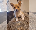 Puppy Lady Pembroke Welsh Corgi