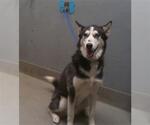 Small Siberian Husky Mix