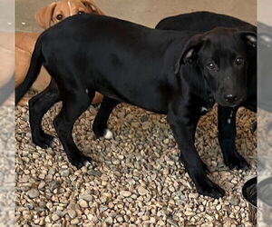 Labrador Retriever-Unknown Mix Dogs for adoption in Sterling, MA, USA