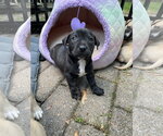Small #10 Mutt