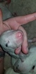 Small Photo #25 Bull Terrier Puppy For Sale in JACKSON, MI, USA