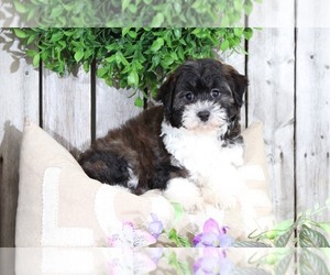 Aussie-Poo Puppy for sale in MOUNT VERNON, OH, USA