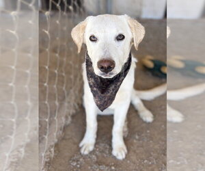 Labrador Retriever-Unknown Mix Dogs for adoption in San Diego, CA, USA