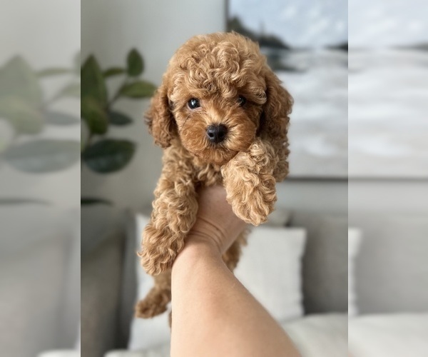 Medium Photo #1 Poodle (Miniature) Puppy For Sale in PUNTA GORDA, FL, USA