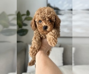 Poodle (Miniature) Puppy for Sale in PUNTA GORDA, Florida USA