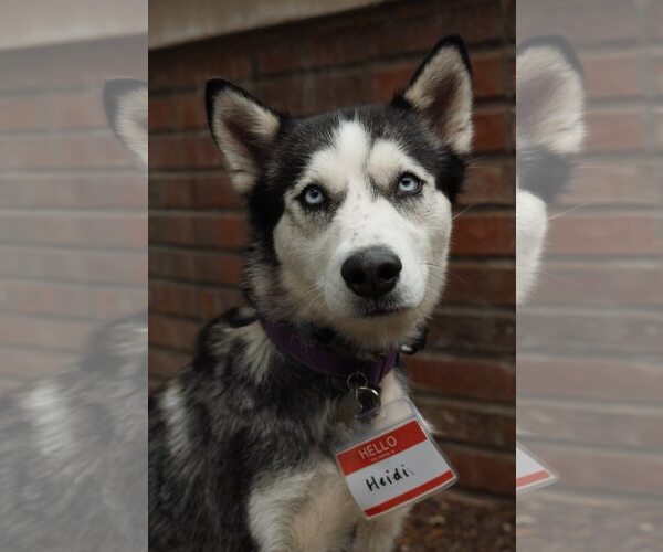 Medium Photo #5 Siberian Husky Puppy For Sale in Carrollton, TX, USA