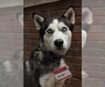 Small #4 Siberian Husky