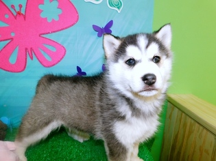Siberian Shiba Puppies For Sale Goldenacresdogs Com
