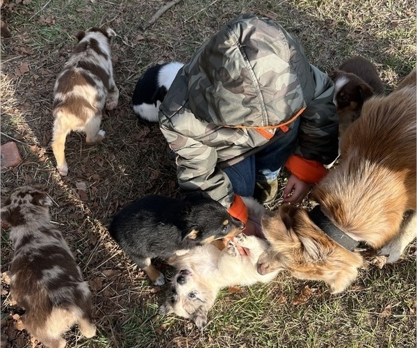 Medium Photo #1 Border Collie-Texas Heeler Mix Puppy For Sale in BRANTLEY, AL, USA