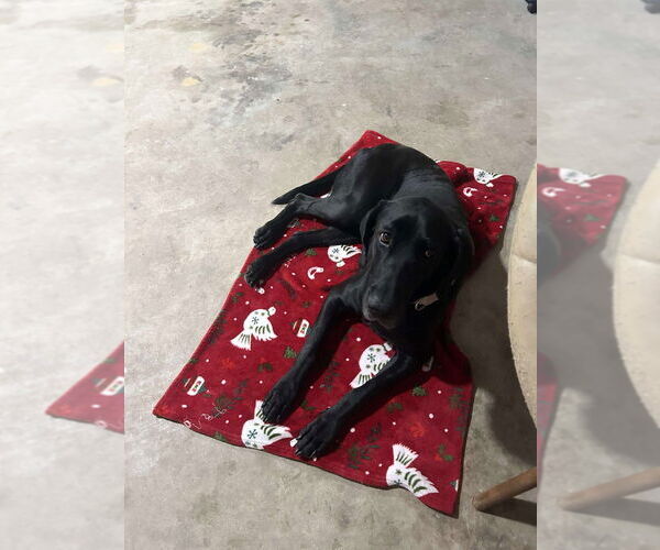 Medium Photo #8 Great Dane-Labrador Retriever Mix Puppy For Sale in Bullard, TX, USA