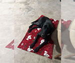 Small #7 Great Dane-Labrador Retriever Mix