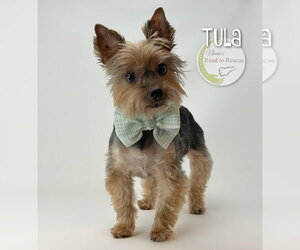 Mutt Dogs for adoption in Benton, LA, USA