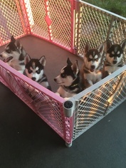 Siberian Husky Puppy for sale in SCHWENKSVILLE, PA, USA