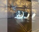 Small Photo #1 Pomsky Puppy For Sale in FINLAYSON, MN, USA
