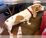 Small #6 Basset Hound