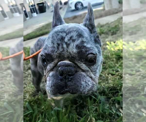 Medium Photo #4 French Bulldog Puppy For Sale in New York, NY, USA