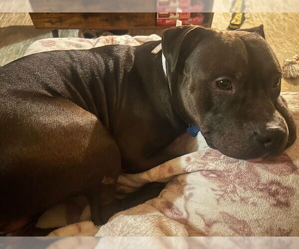 Medium Photo #1 American Staffordshire Terrier Puppy For Sale in Louisville, KY, USA