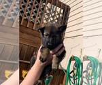 Small Photo #12 German Shepherd Dog Puppy For Sale in COSHOCTON, OH, USA