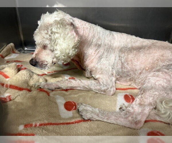 Medium Photo #1 Poodle (Miniature)-Unknown Mix Puppy For Sale in Downey, CA, USA