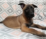 Small Photo #16 Belgian Malinois Puppy For Sale in CORNING, CA, USA