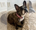 Small #2 French Bulldog