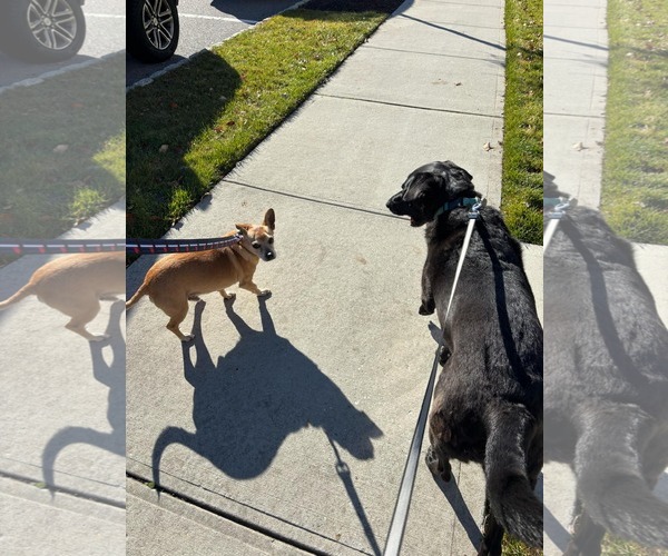 Medium Photo #5 Chihuahua-Unknown Mix Puppy For Sale in Woodbury, NY, USA