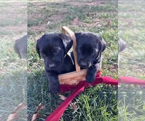 Labrador Retriever Puppy for sale in AMHERST, VA, USA