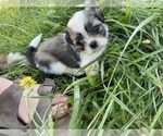 Small Photo #18 Shih Tzu Puppy For Sale in VENETA, OR, USA