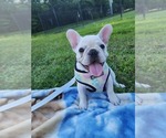 Puppy 1 French Bulldog