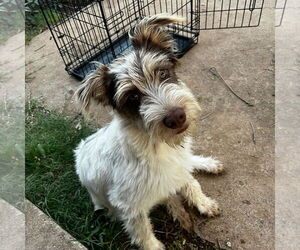 Mutt Dogs for adoption in Grafton, WI, USA