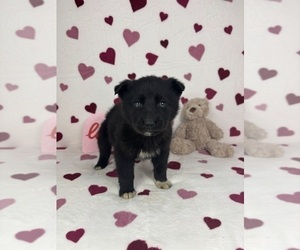 German Shepherd Dog-Miniature American Shepherd Mix Puppy for sale in FRANKLIN, IN, USA