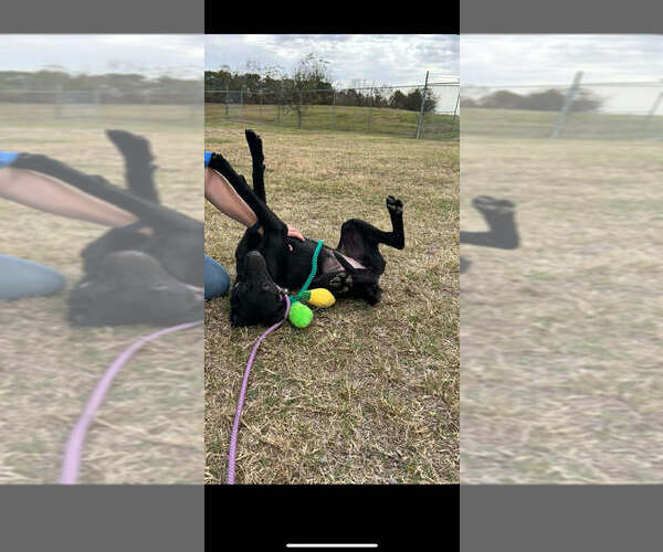 Medium Photo #2 Labrador Retriever-Unknown Mix Puppy For Sale in Abbeville, LA, USA