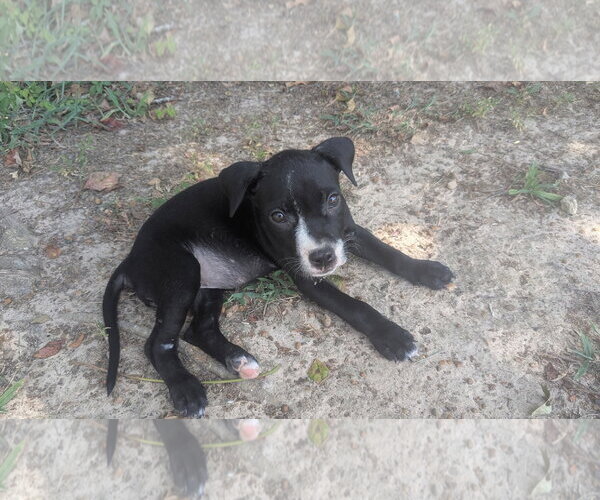 Medium Photo #4 Labrador Retriever-Unknown Mix Puppy For Sale in The Woodlands, TX, USA