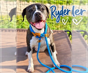 Boxer-Unknown Mix Dogs for adoption in Jackson , NJ, USA