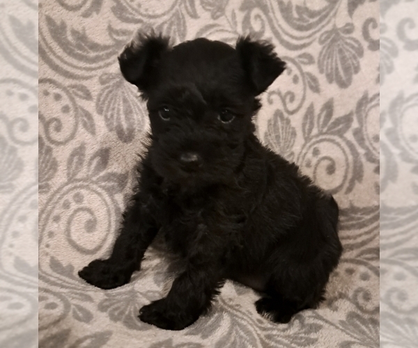 Medium Photo #1 Schnauzer (Miniature) Puppy For Sale in LAKEVILLE, OH, USA