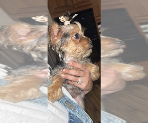 Mutt-Yorkshire Terrier Mix Puppy for sale in LABELLE, FL, USA