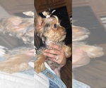 Image preview for Ad Listing. Nickname: Sugar