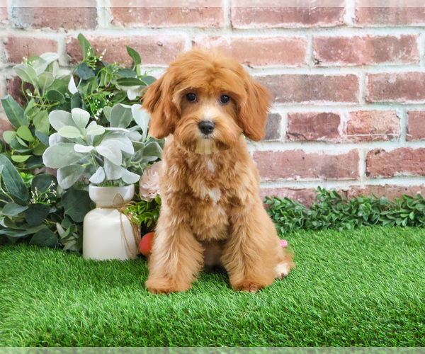 Medium Photo #7 Cavapoo (Miniature) Puppy For Sale in SYRACUSE, IN, USA