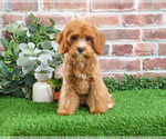 Small #6 Cavapoo (Miniature)