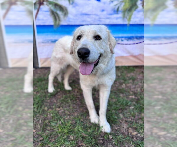 Medium Photo #6 Great Pyrenees Puppy For Sale in Spring, TX, USA