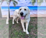 Small #5 Great Pyrenees