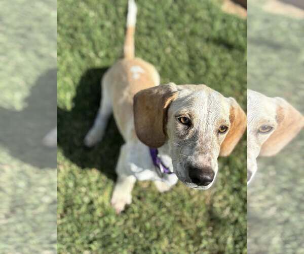 Medium Photo #3 Mutt Puppy For Sale in Turlock, CA, USA