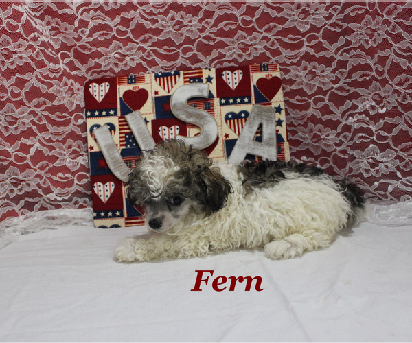 Medium Photo #21 Poodle (Toy) Puppy For Sale in CHANUTE, KS, USA