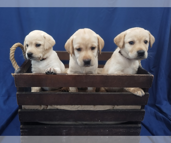 Medium Photo #1 Labrador Retriever Puppy For Sale in MODESTO, CA, USA