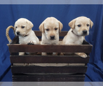 Small Labrador Retriever