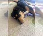 Small #5 Beagle Mix