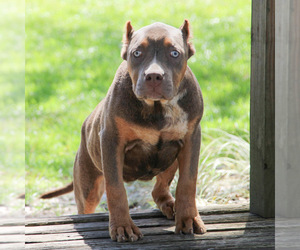 American Bully Puppy for sale in JOHNS ISLAND, SC, USA