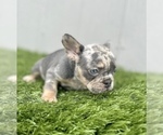 Small #33 French Bulldog