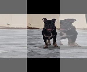 American Bully Puppy for sale in NORTH PORT, FL, USA